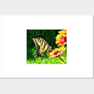 Yellow Butterfly on a flower Posters and Art